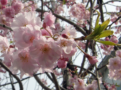 ソメイヨシノが散るころ、咲きだします
