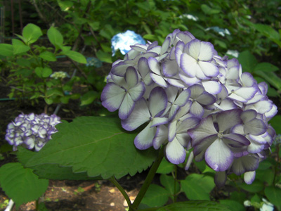 紫の縁取りがきれいな紫陽花
