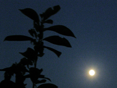 裏の柿の木と中秋の名月
