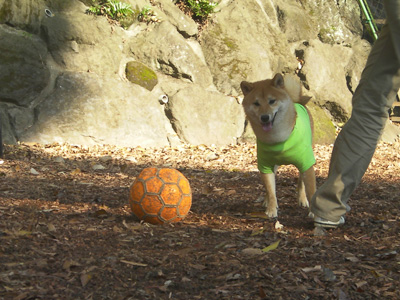 小梅ちゃんは大きいボールで遊びます