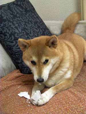 チラッとこちらの様子を伺う