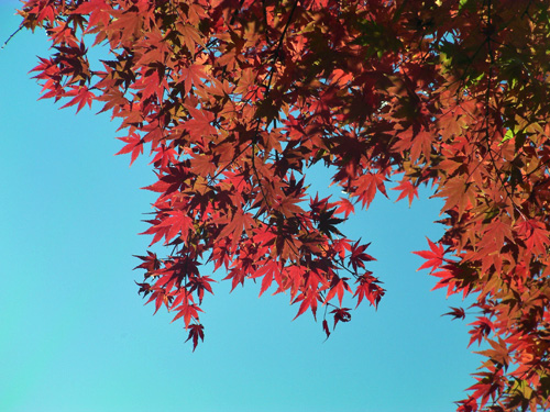 澄み渡った青空に紅いモミジ