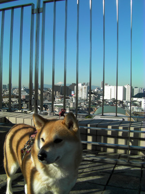 遠くに富士山が見えます