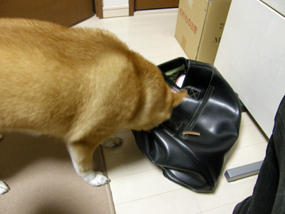 何か見つかった？