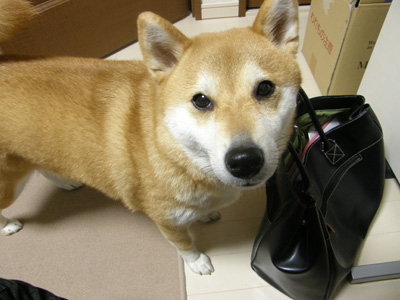 はい、おしまい！