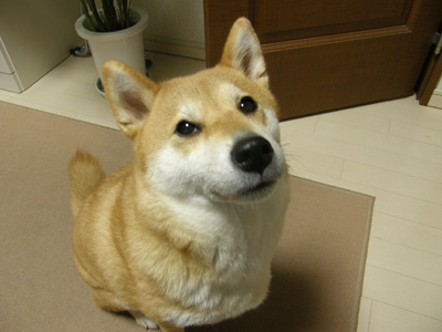 はい、叱られ中