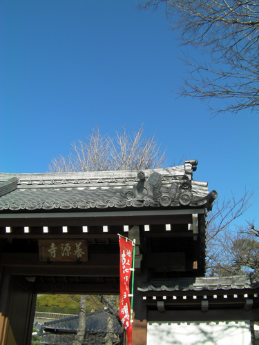 養源寺。青空がきれいでした
