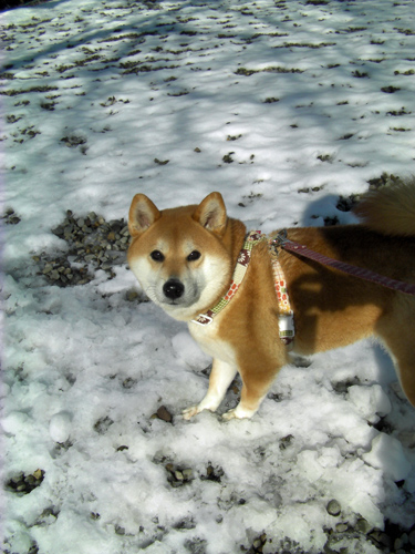 先日の雪の翌朝。雪には日本犬がよく似合う